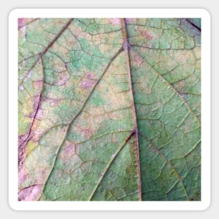 Vine Leaf in autumn fall macro 3 Sticker